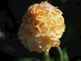 黄色重瓣花特写