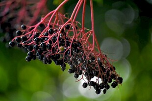红枝黑果植物特写