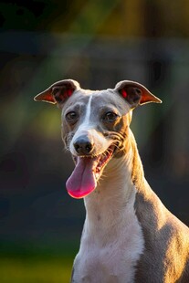 可爱惠比特犬吐舌微笑