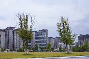 城市高楼旁的绿意景观