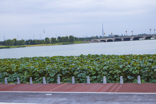 湖畔绿植景观