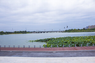湖畔荷塘美景