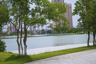 湖畔绿树与城市风光