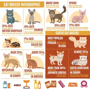 猫咪品种及护理信息图表