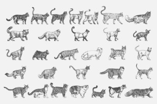多样姿态的猫图案集合