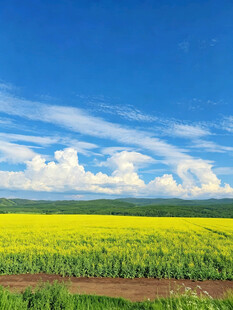 金黄田野与蓝天白云美景