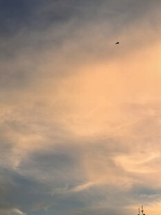 黄昏天空中的飞鸟景象