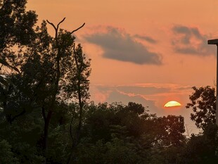 夕阳下的树林美景