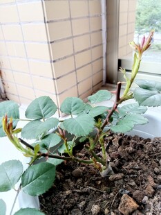 长嫩芽的月季花小苗