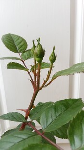 自然光月季花苞特写
