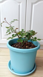 月季花小苗