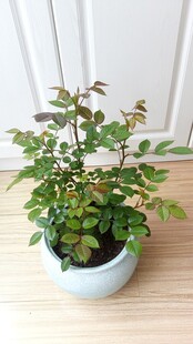 阳台盆栽月季花苗