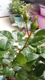 带刺玫瑰花苞