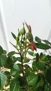 月季花苞