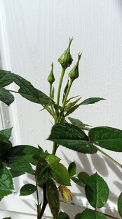带水珠的玫瑰花苞