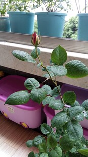 玫瑰花苞