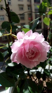 逆光阳台粉紫月季花