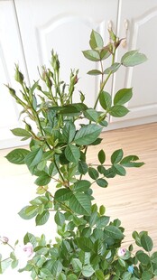 多头月季花苞