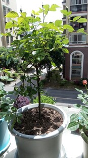 带花苞月季树