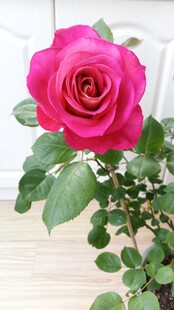 玫红玫瑰花