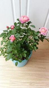 一盆月季花