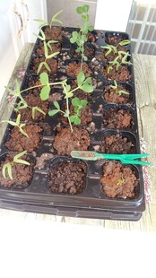 蔬菜催芽