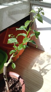 三角梅强笋