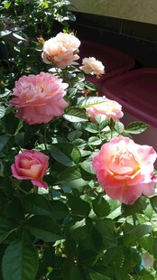 粉色月季花丛
