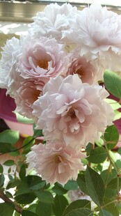 淡紫色月季花束