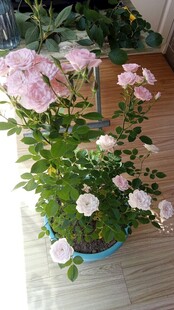 浅粉盆栽月季