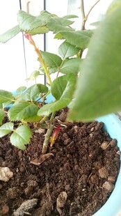月季花长红笋