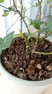 盆栽月季发芽