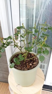 阳台月季花苗