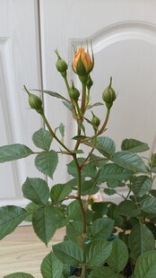 橙色月季花苞特写