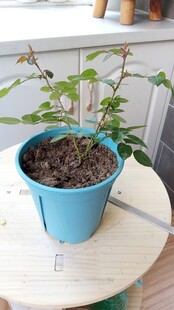 盆栽月季花苗