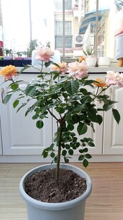 盆栽月季花树