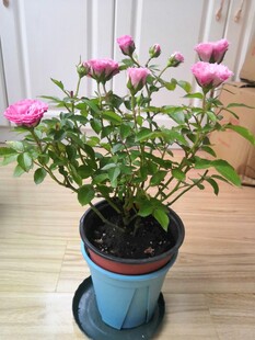 粉色月季花苞