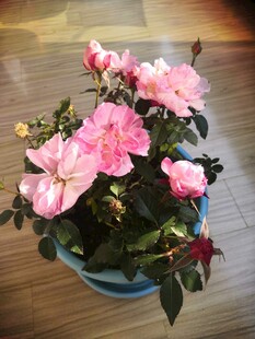 粉色月季花