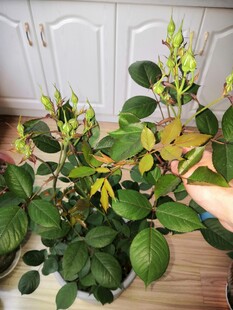 玫瑰花苞