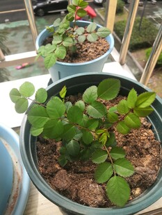 盆栽月季小苗
