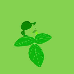 毛豆