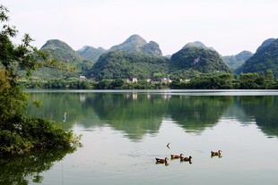 山水间的悠然鸭群