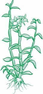 石斛绿色植物插画