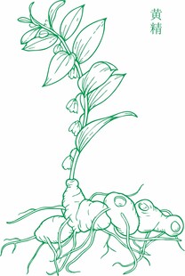 黄精植株形态图