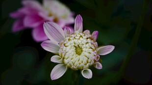 清新淡雅的粉色菊花