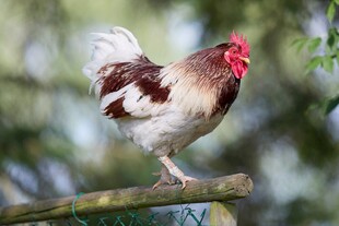 花公鸡立于木杆上