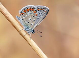 蓝蝶停于细枝上