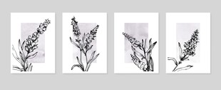 四幅简约植物花卉插画