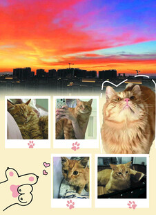 夕阳下猫咪的可爱瞬间