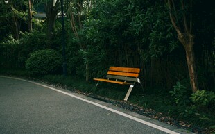 路旁长椅静置于绿荫下